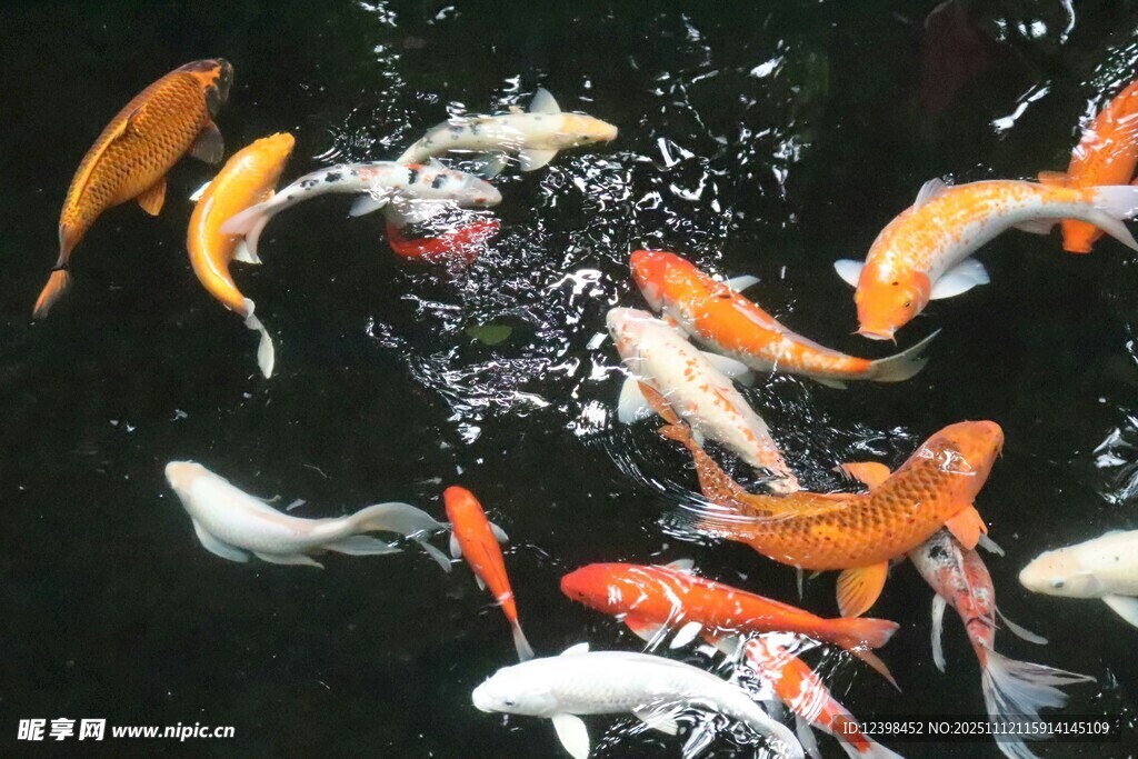 池塘中游动的多彩锦鲤