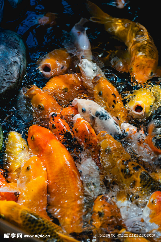 池塘中游动的多彩锦鲤