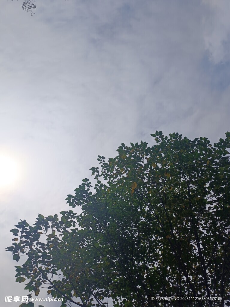 阳光下的绿树与飞鸟