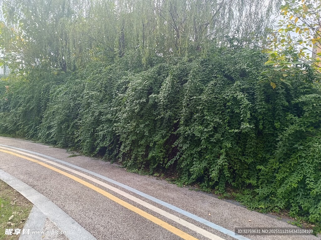 蜿蜒公路旁的葱郁绿植