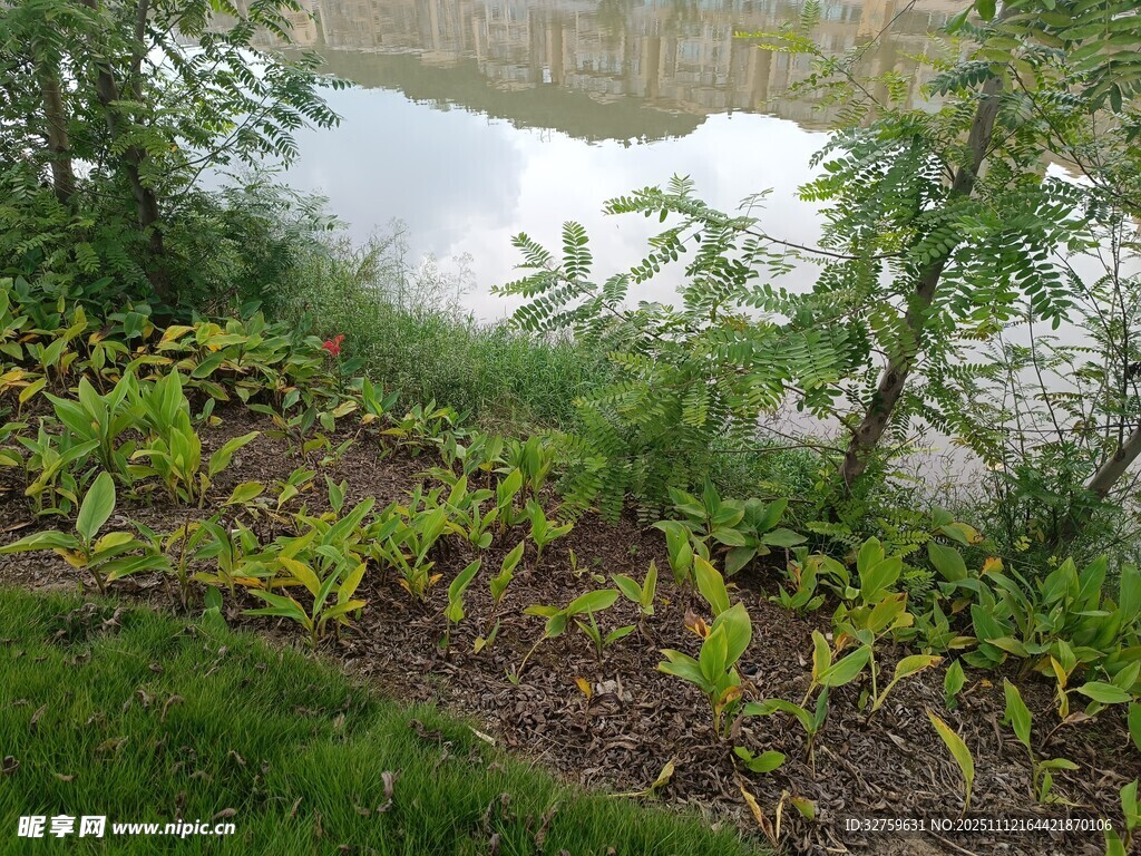 水边绿植景观