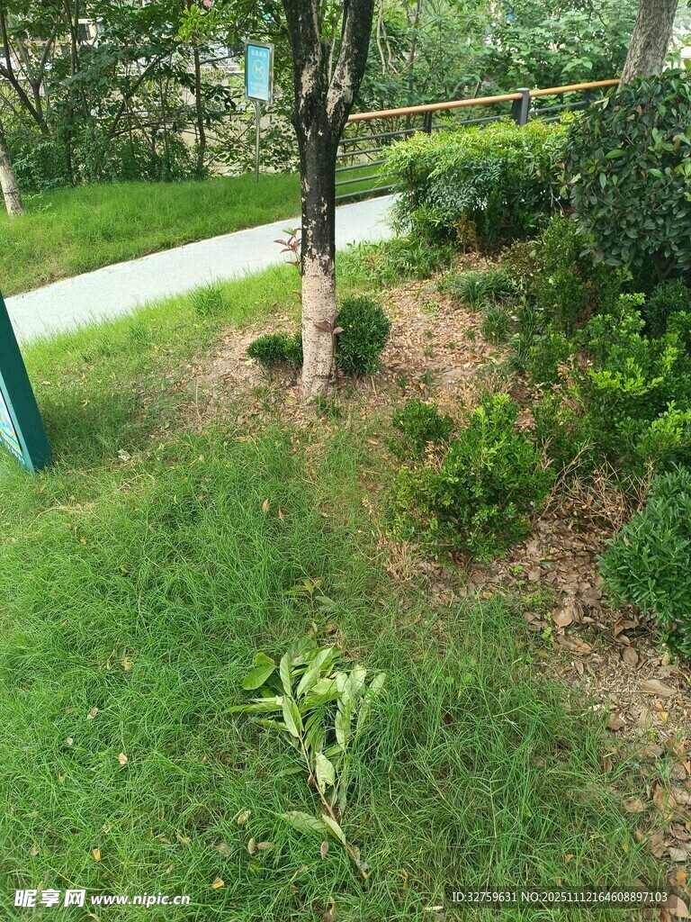 绿意盎然的户外园林景致