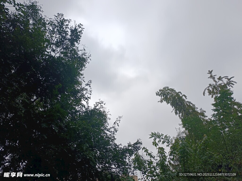 树林上空的阴沉天空