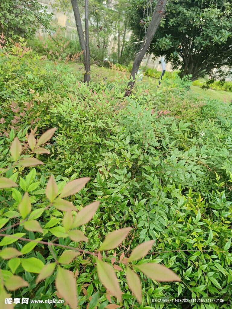 野外繁茂绿植景象