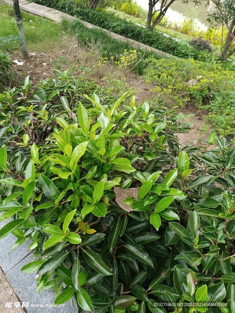 路边翠绿繁茂的植物景观