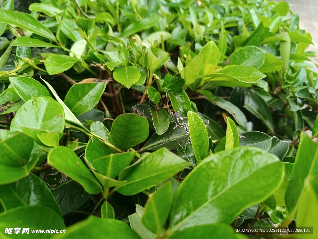 翠绿繁茂的植物景观
