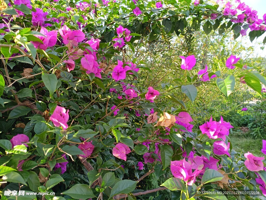 绽放的艳丽三角梅