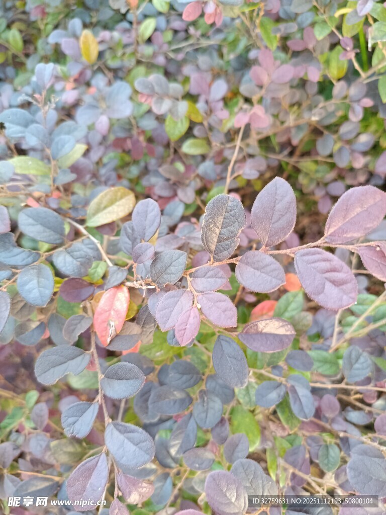 多彩叶片植物景观