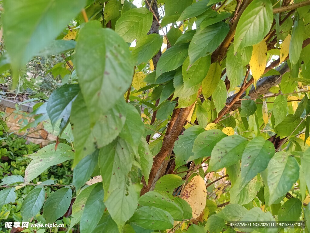 绿叶繁茂的植物枝丫