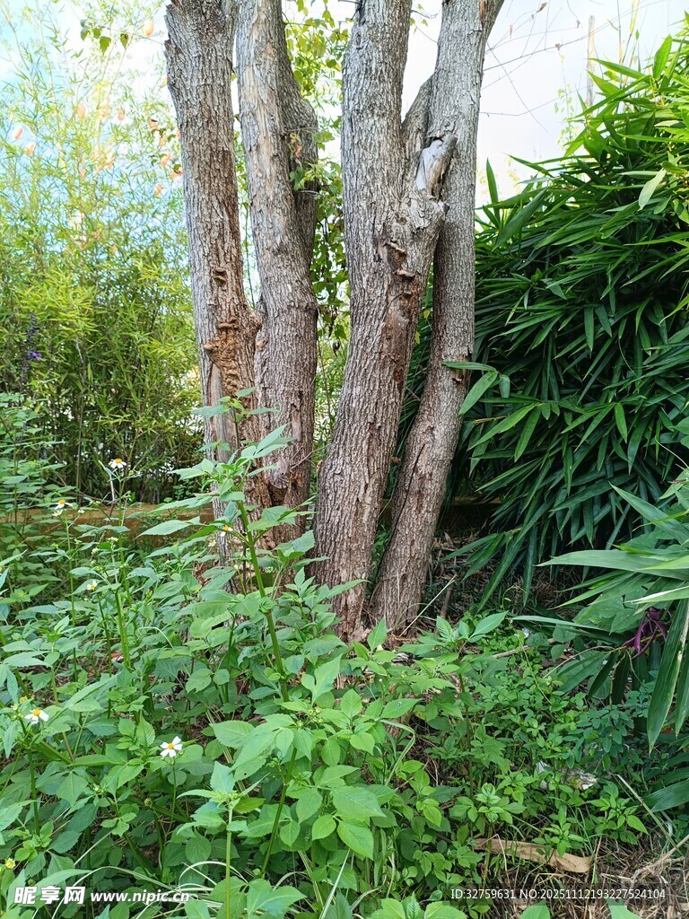 林间繁茂树木与翠绿植被