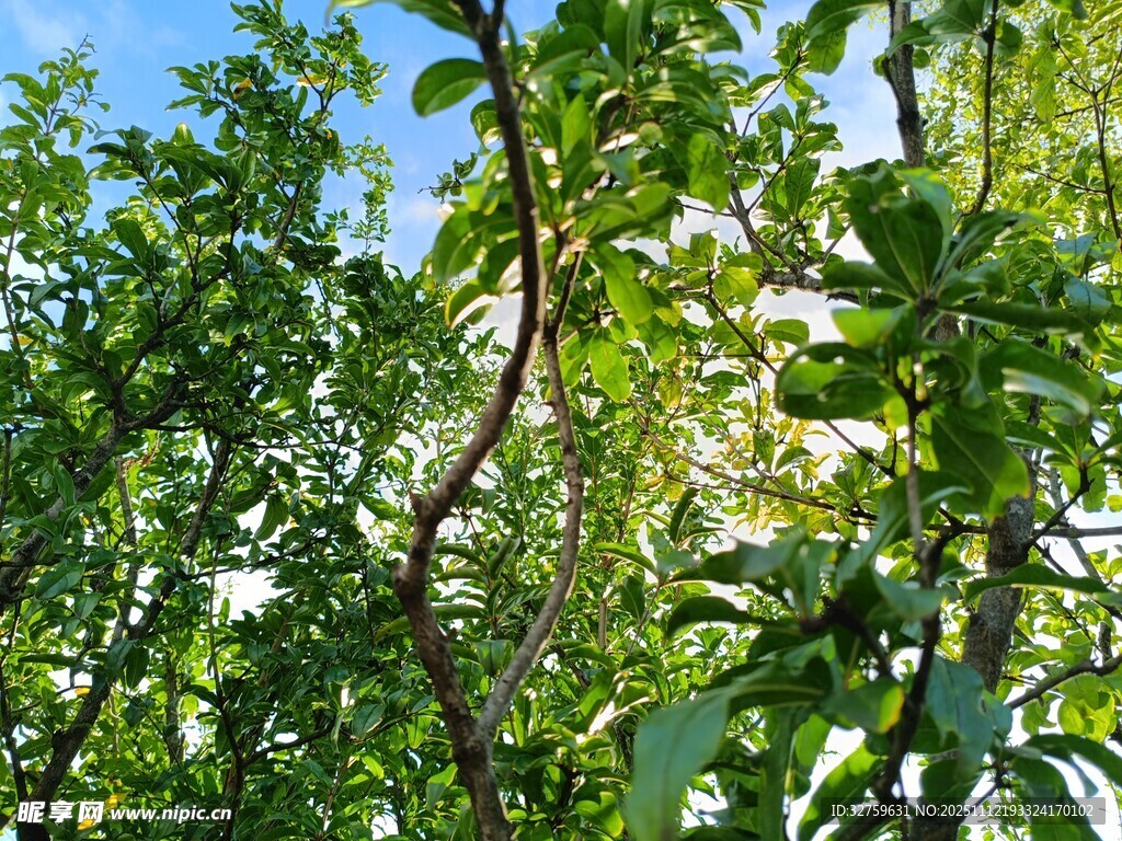 夏日繁茂树林景观