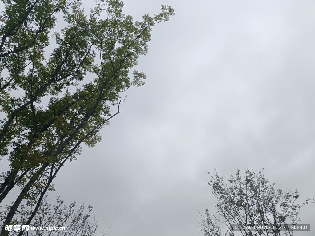仰视下的树木与灰白天空