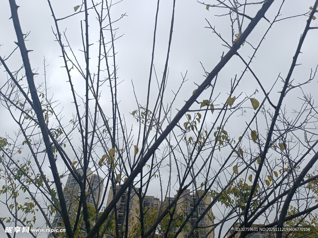 光秃树枝与阴沉天空