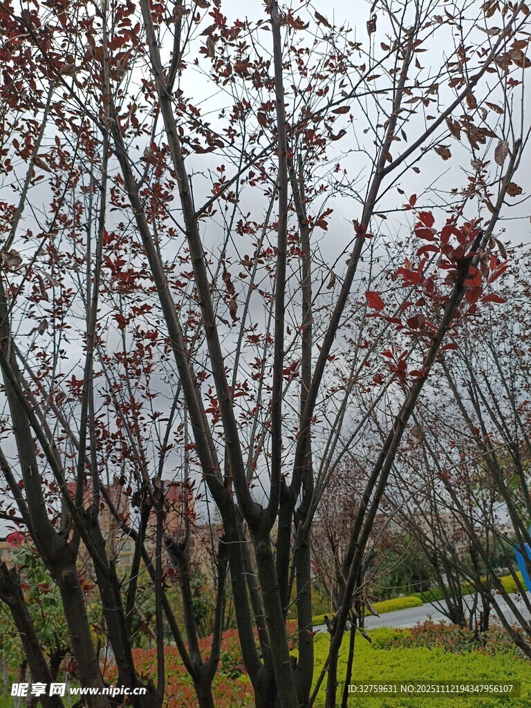 雨中红叶树木景观