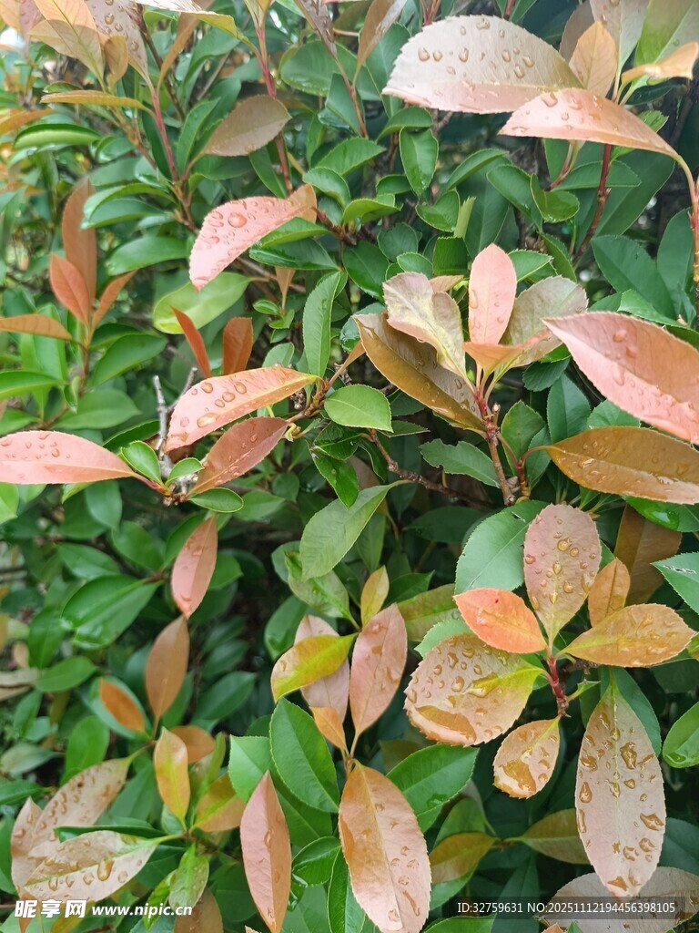 多彩叶片植物特写