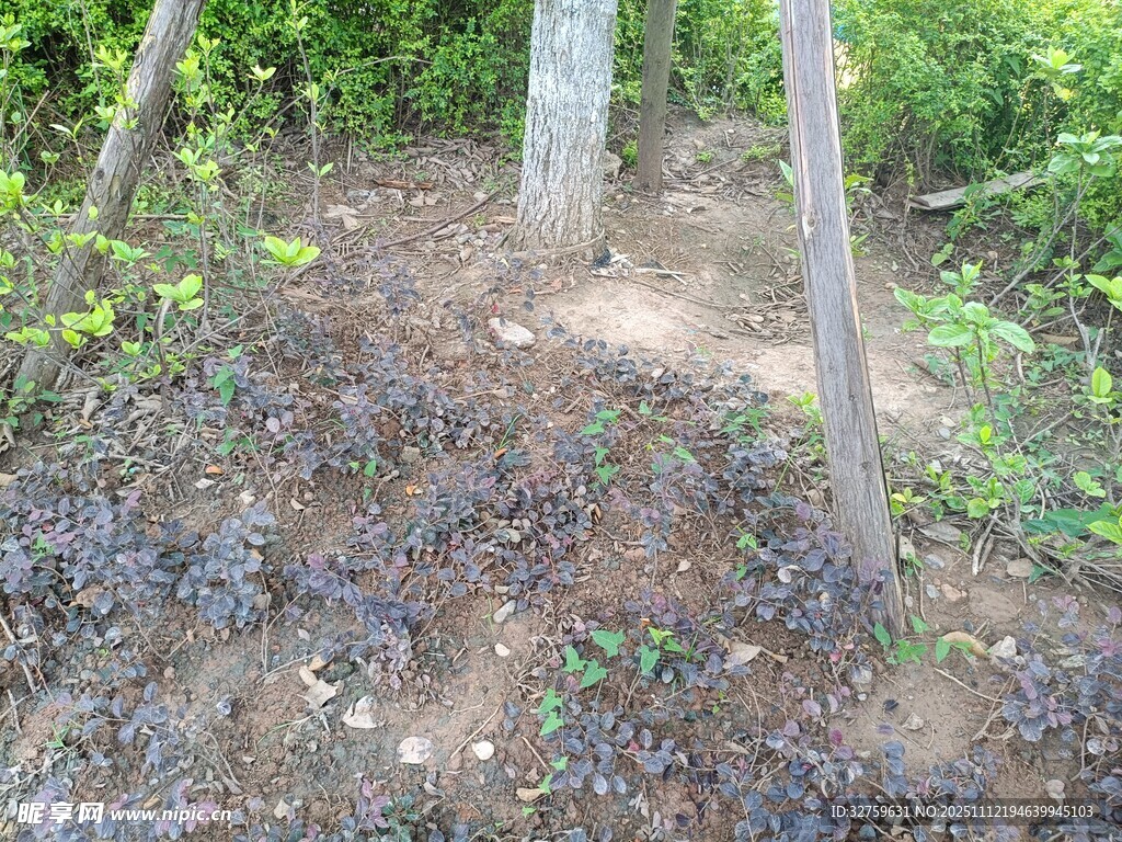树下地面景象