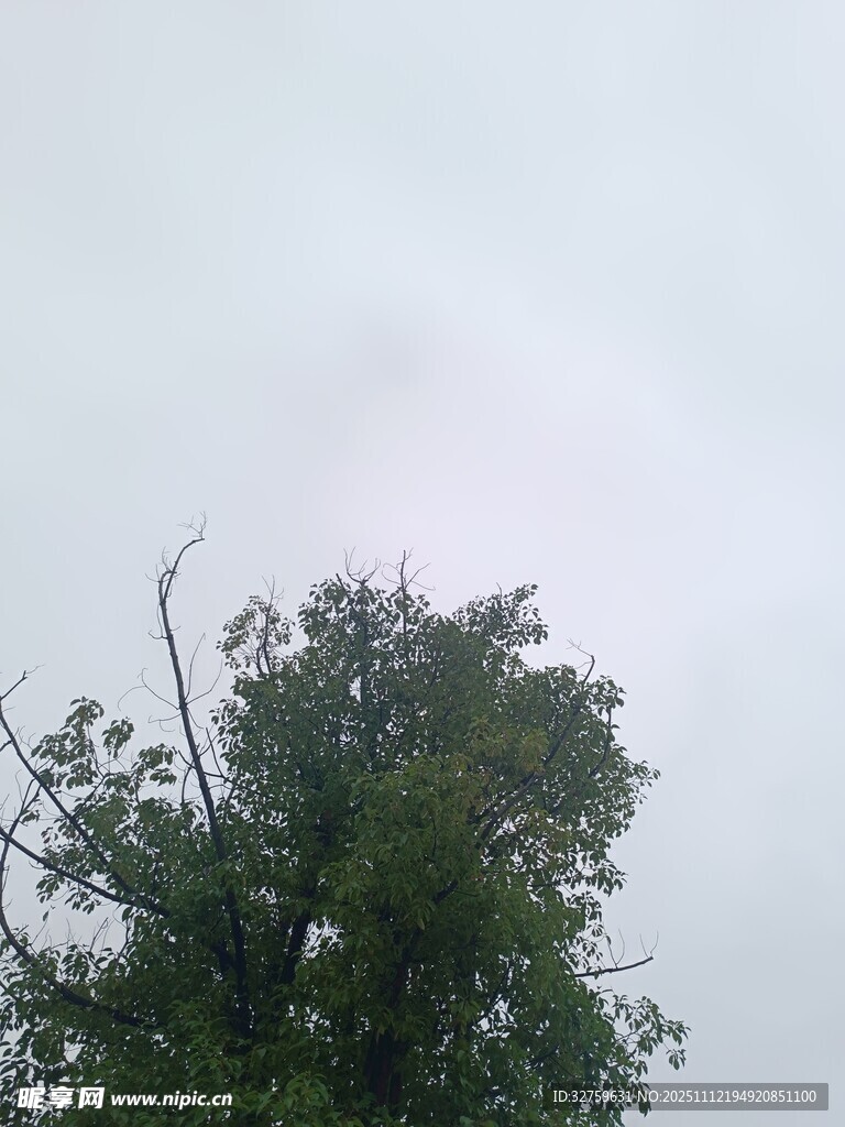 树梢上的朦胧天空