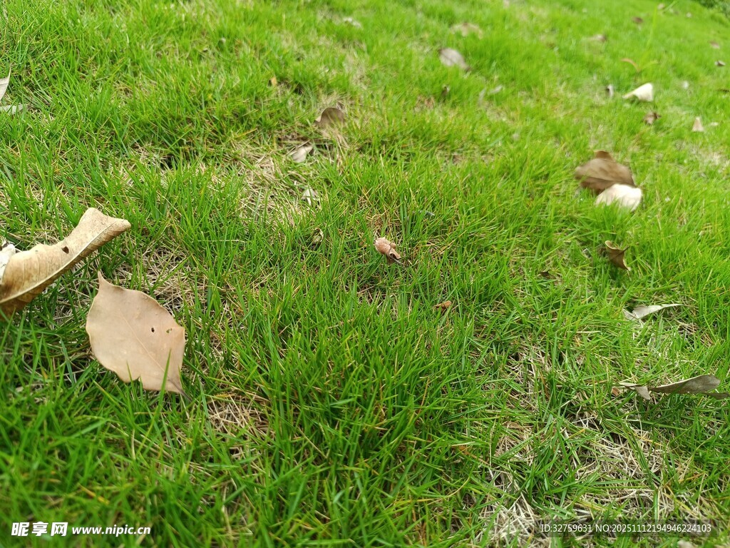 草地上的落叶与杂物