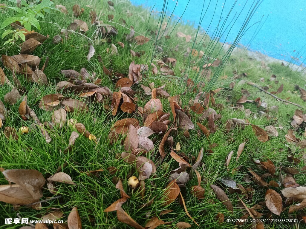 山坡上的绿植与落叶