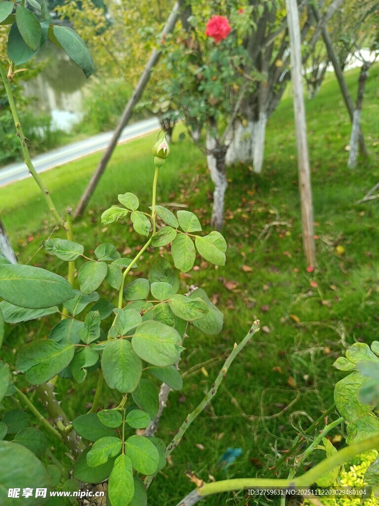 花园中的绿植与娇艳玫瑰