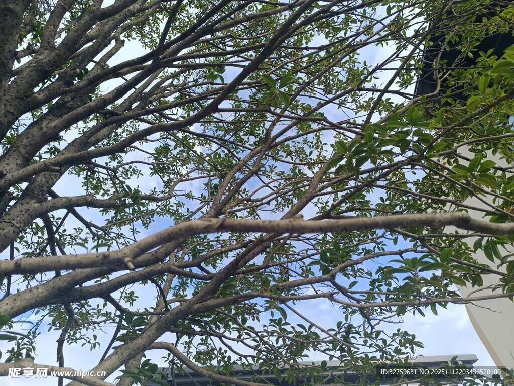 树枝伸展于蓝天之下