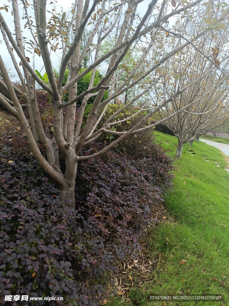 路边树木与绿植景观