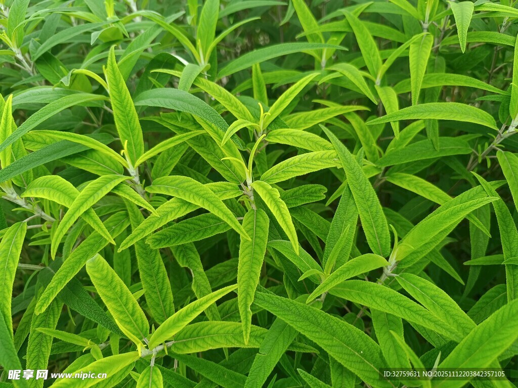 翠绿叶片植物特写