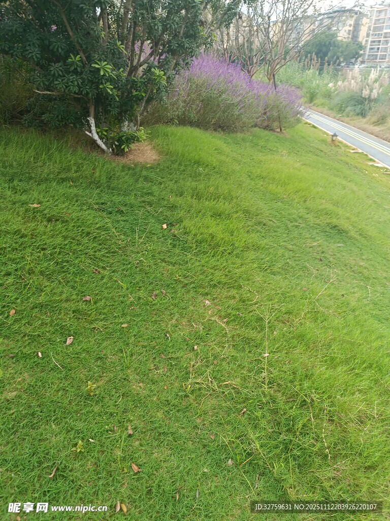 绿意盎然的户外草地景观