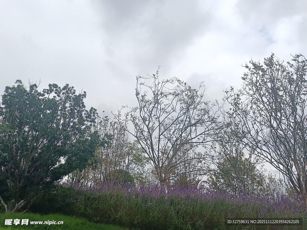 阴天中的花草树木景观