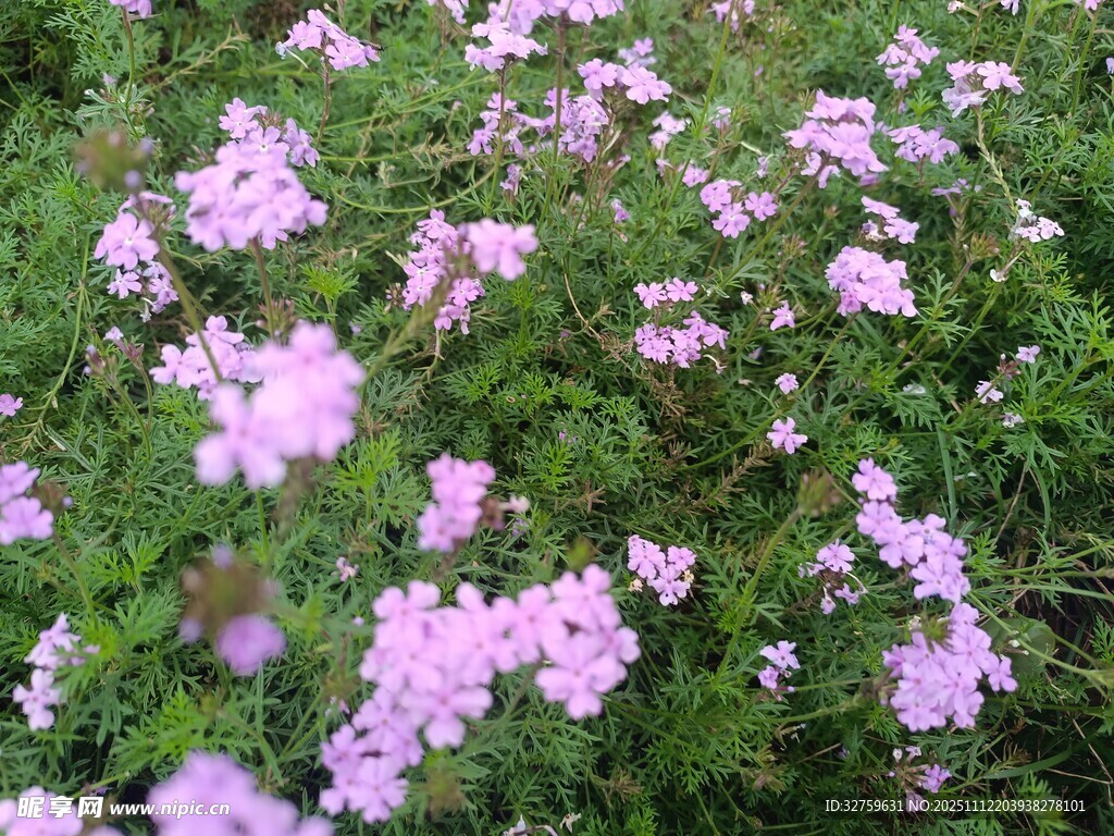 盛开的粉色花丛