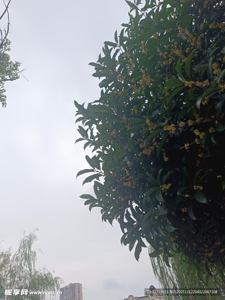 绿树成荫的城市景象