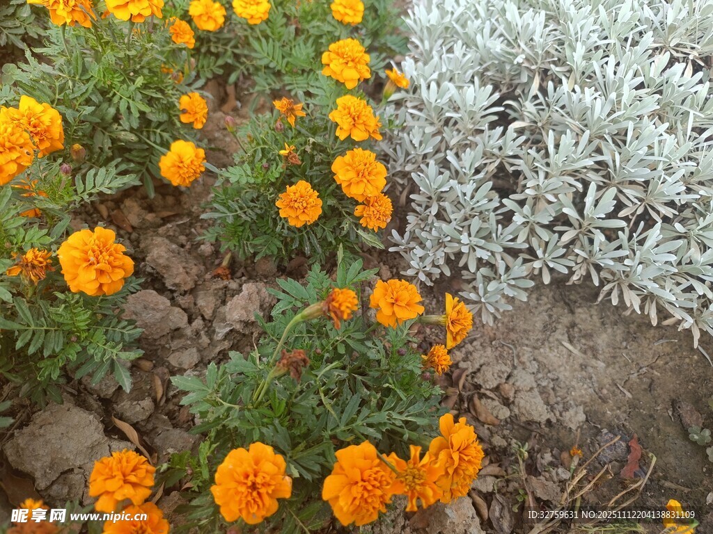 橙色万寿菊与银叶植物