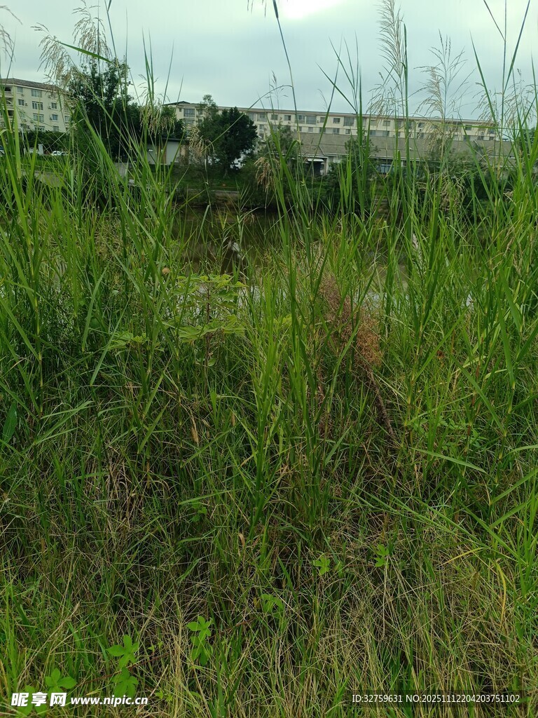 野外茂盛的绿色草地