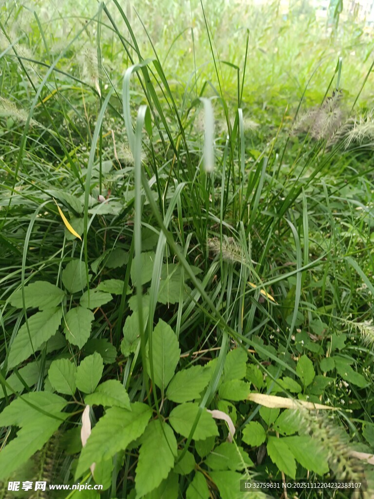 翠绿草丛中的生机景象