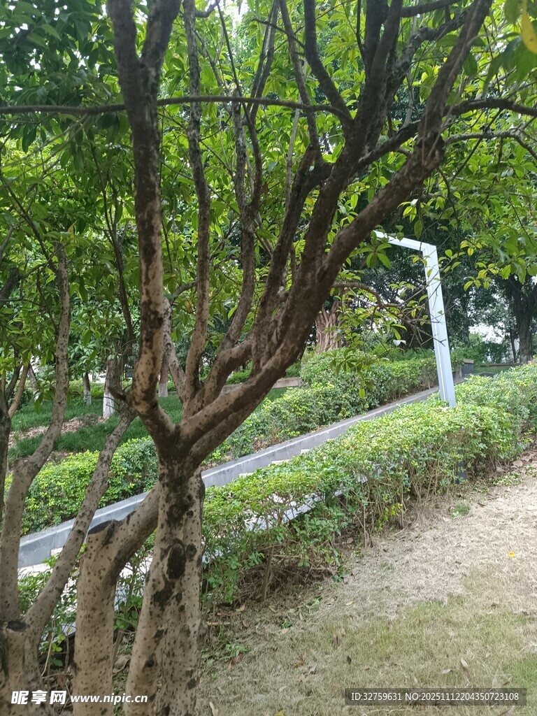 公园中弯曲枝干的树木