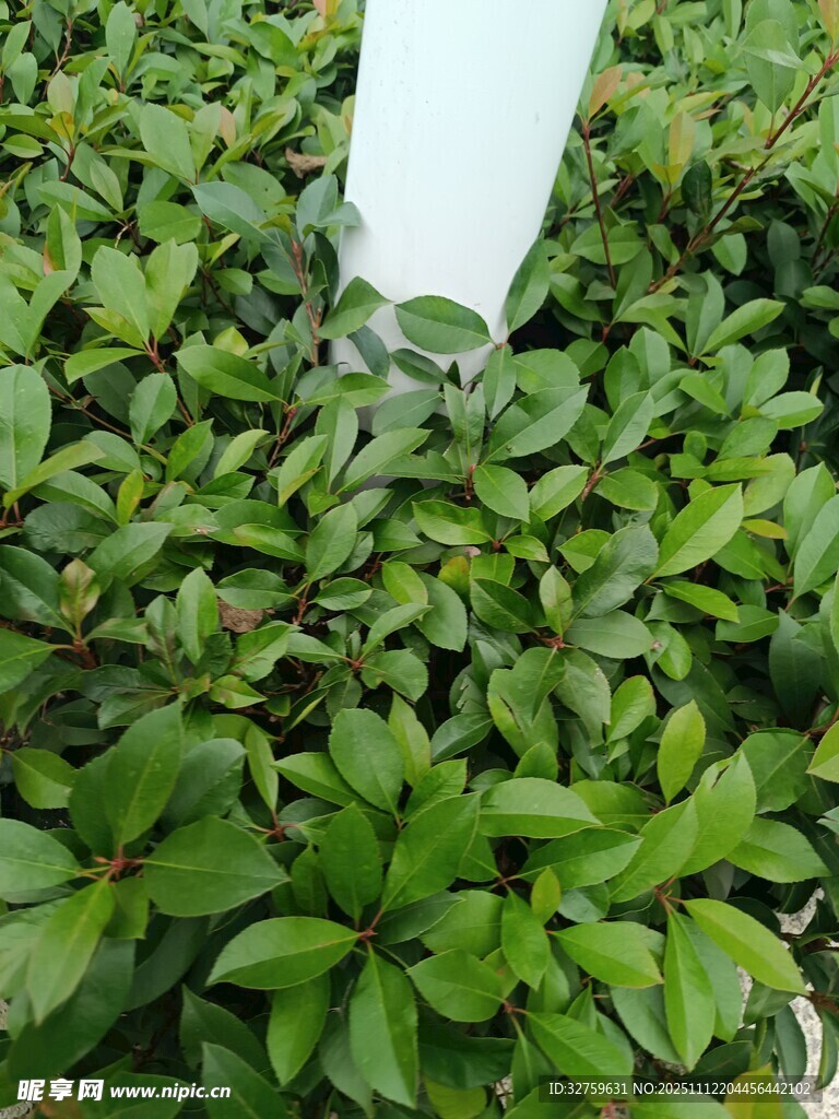 绿叶丛中白色物件突显