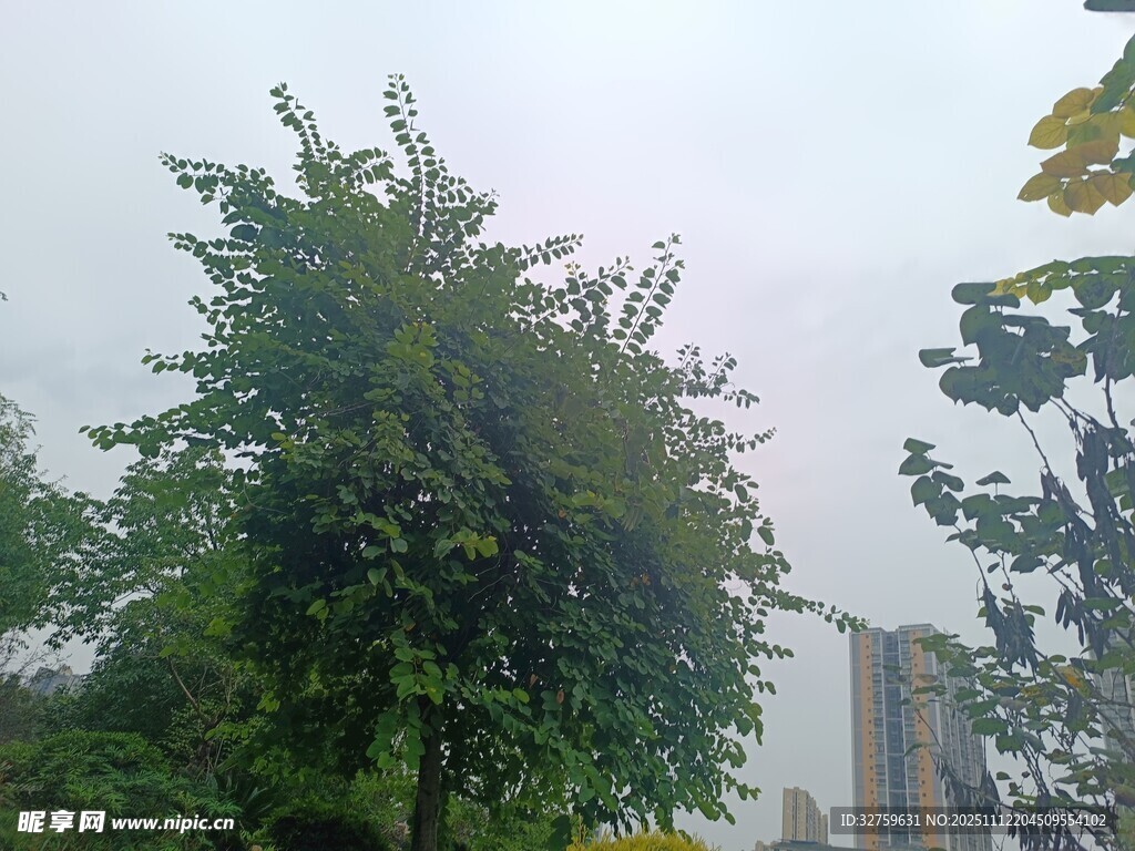 户外绿树与建筑物景观