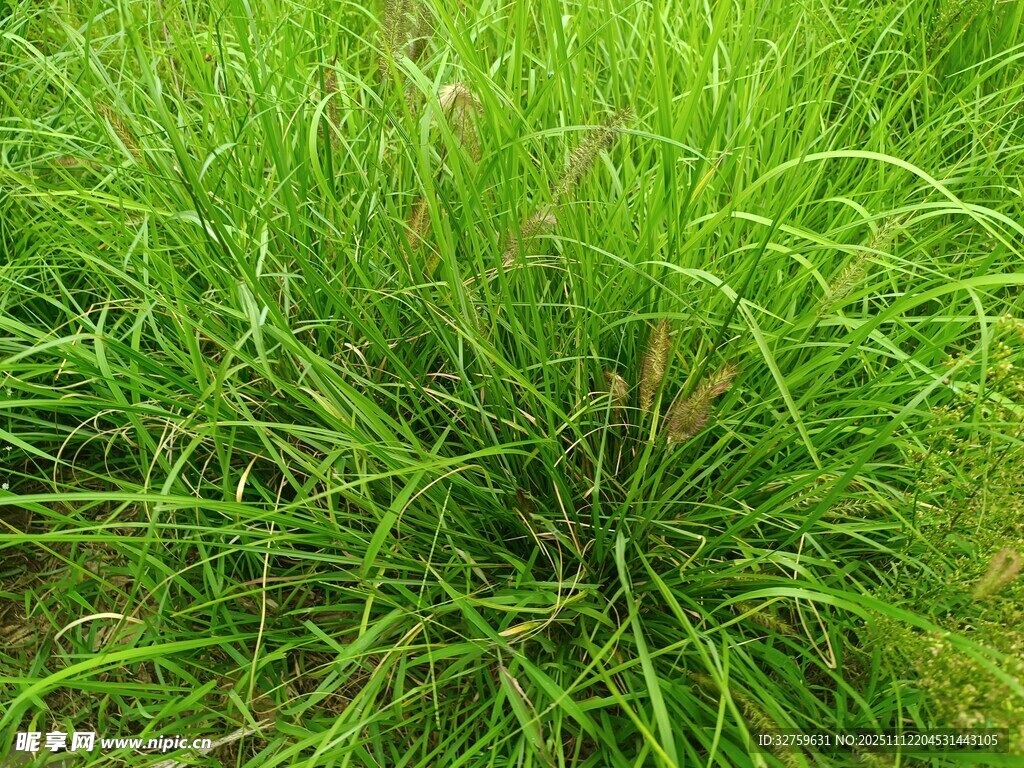 翠绿茂盛的一丛野草