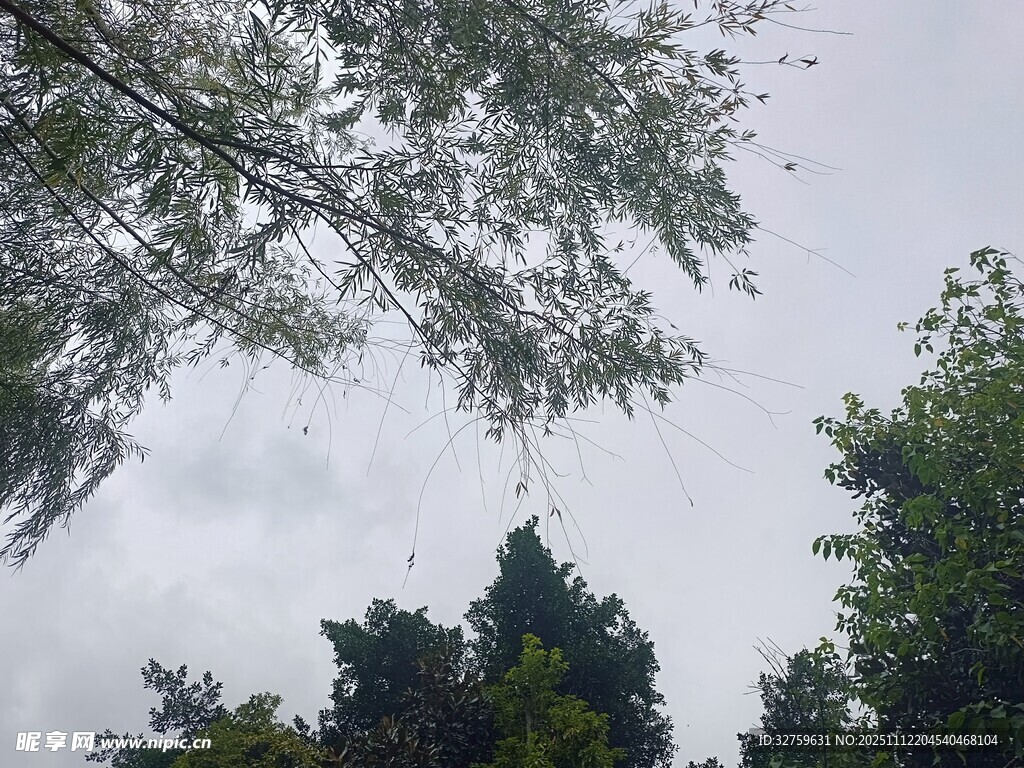 树梢间的天空景致