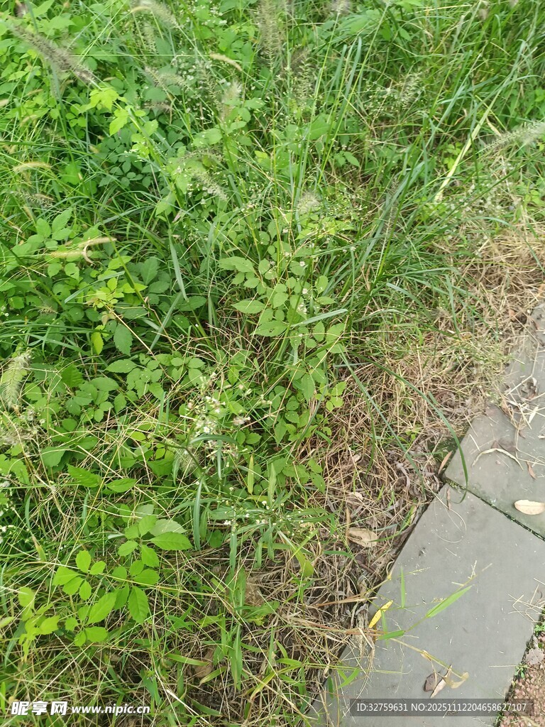 路边繁茂的绿色野草