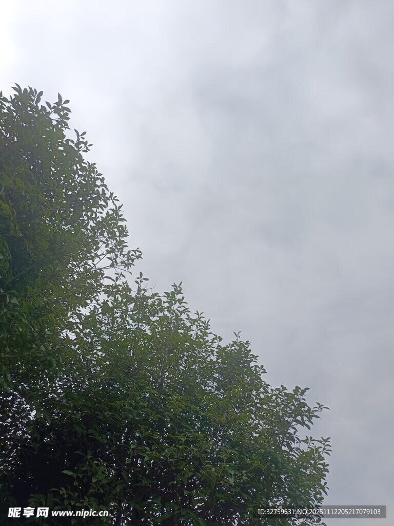 树梢上的朦胧天空