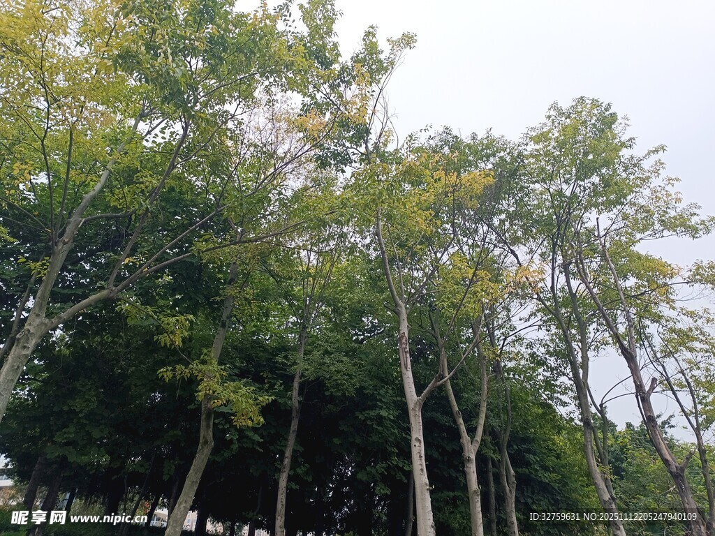 茂密树林中的挺拔树木