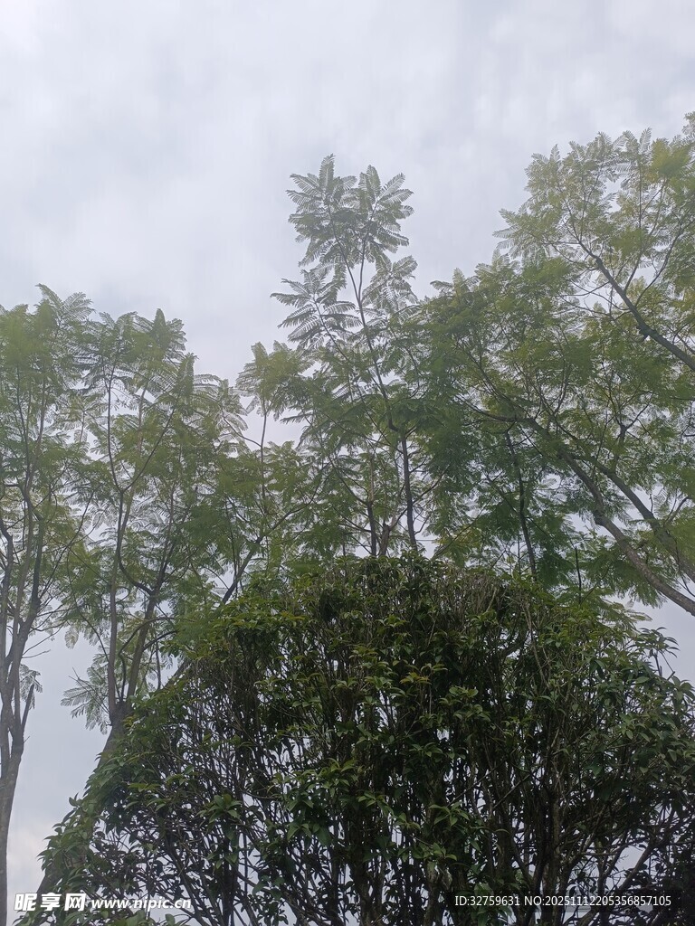 雨中葱郁树木景观