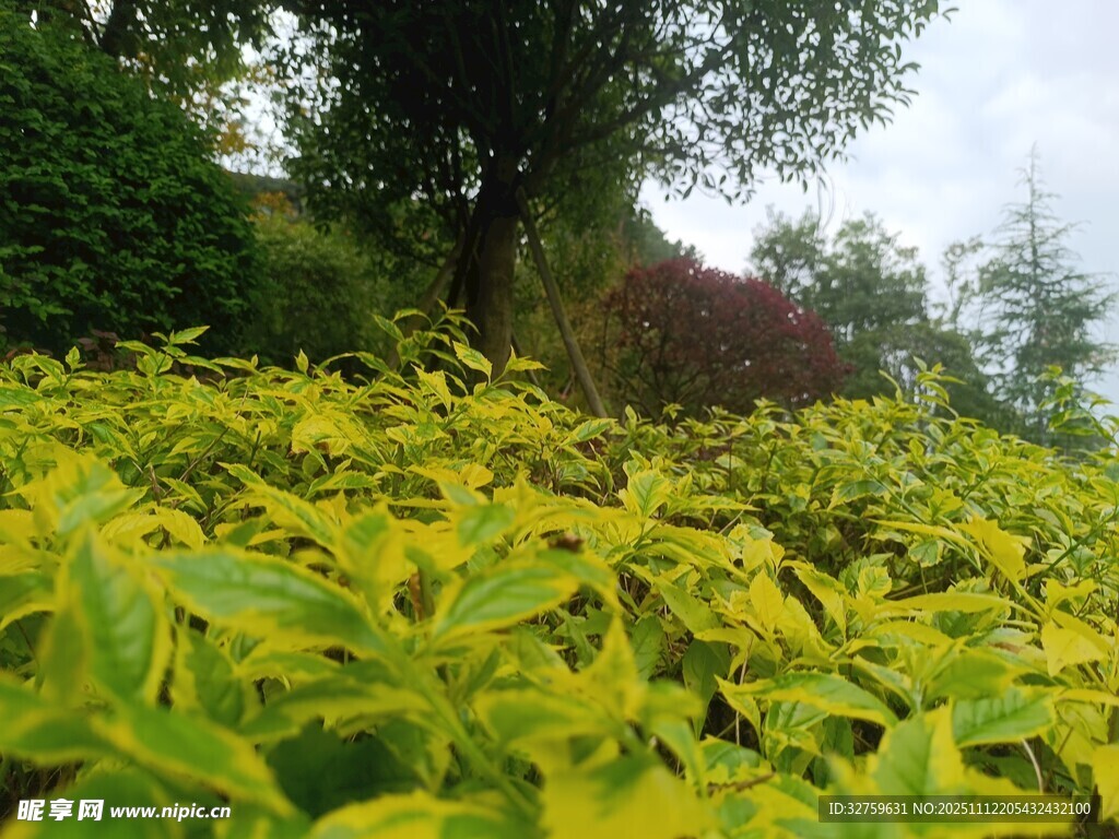 金黄叶片的繁茂绿植景观
