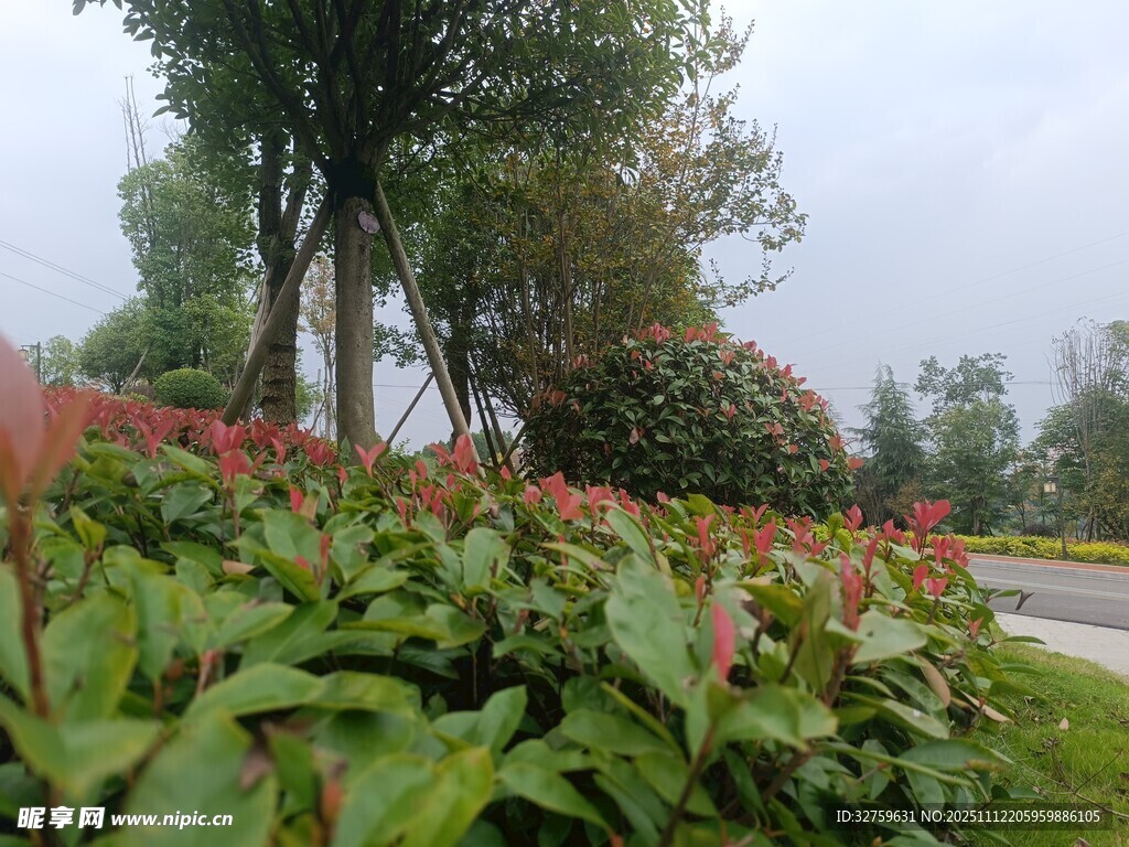 路边绽放的多彩花卉植物