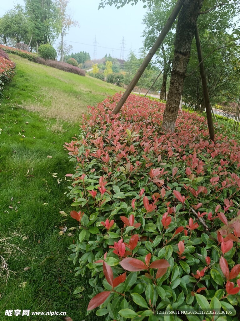 多彩花卉装点绿意草坪