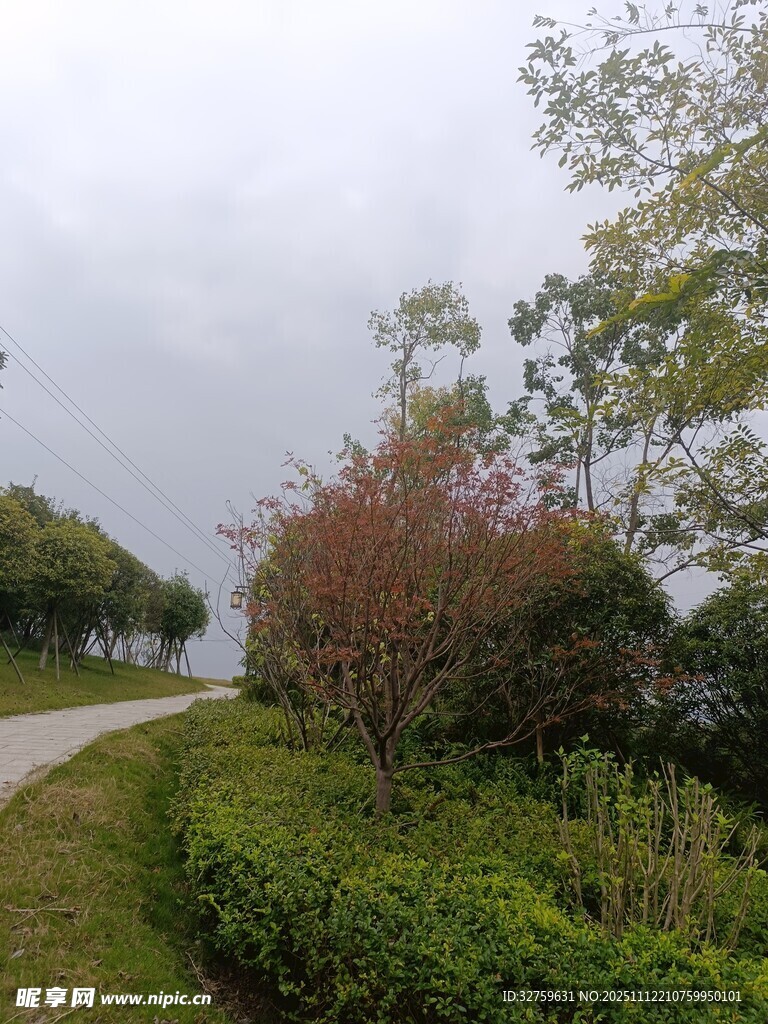 蜿蜒小径旁的绿植景观