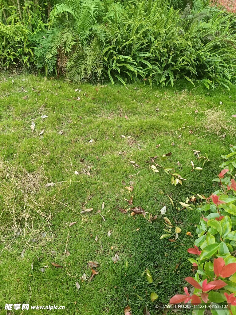 绿意盎然的花园一角