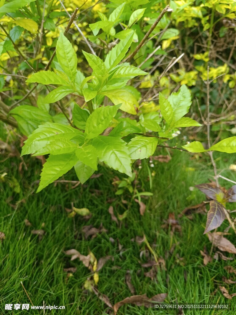绿叶植物生机盎然