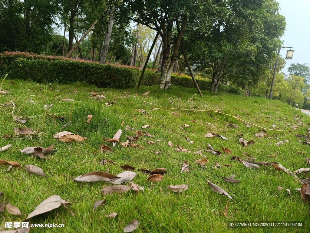 草地散落枯叶的自然景象